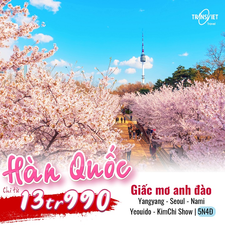 Giấc mơ hoa anh đào Hàn Quốc