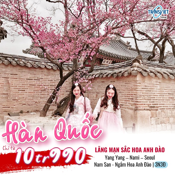 Lãng mạn sắc hoa anh đào Hàn Quốc