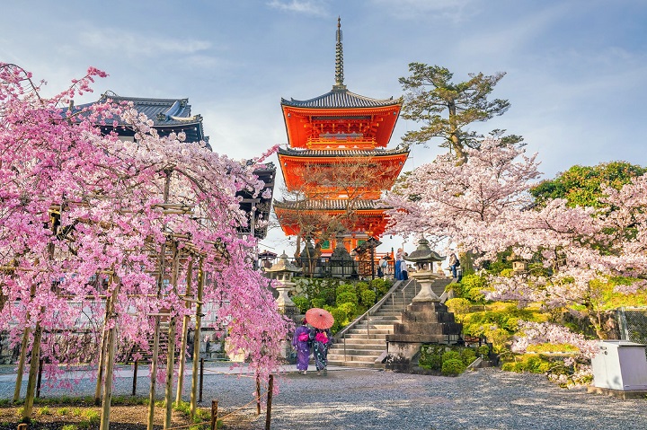 Hoa anh đào ở Kyoto, Nhật Bản