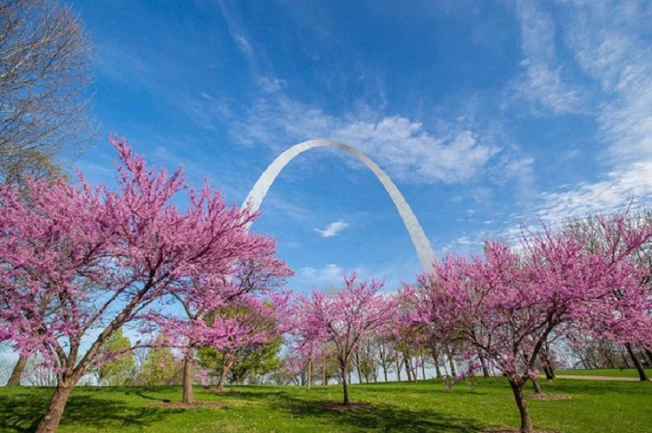 Hoa anh đào ở St.Louis, Bang Missouri, Mỹ