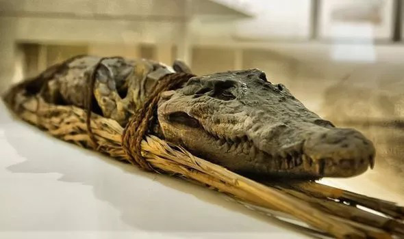Uớp xác cá sấu dâng lên thần Sobek, vị thần cai quản sông Nile
