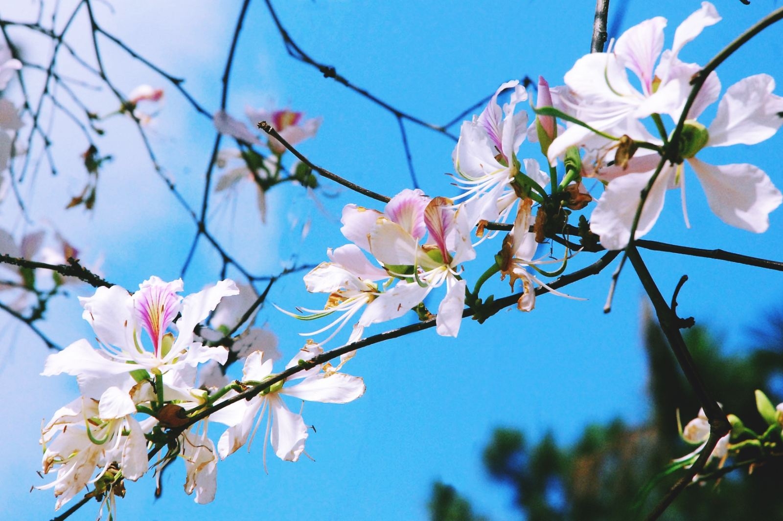Điện Biên tháng 3 ngập tràn hoa ban, lạc lối giữa một bầu trời ngợp hoa trắng đua nhau khoe sắc