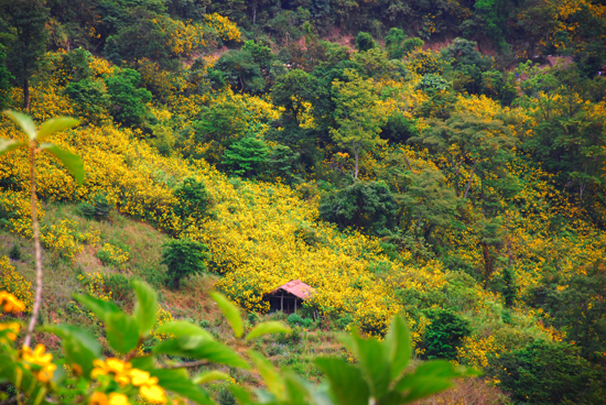 Chiêm ngưỡng vẻ đẹp hoa dã quỳ nhuộm vàng cả một núi rừng Tây Bắc