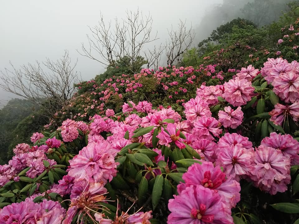 Trên con đường chinh phục đỉnh núi Putaleng, bạn sẽ được ngắm nhìn sự yêu kiều của rừng hoa đỗ quyên