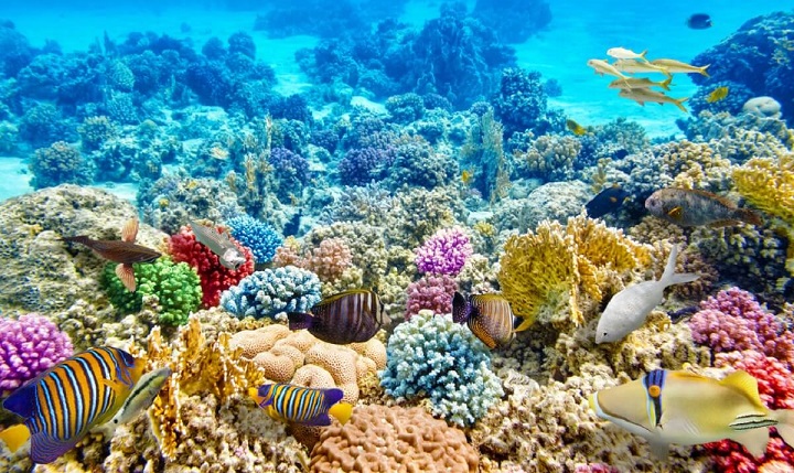 Ngắm rạn san hô An Thới