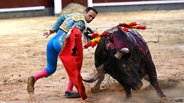 Đấu bò tót - một môn thể thao "khét tiếng" của Tây Ban Nha