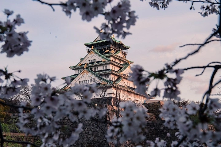 Hoa anh đào không chỉ đại diện của mùa xuân còn là biểu tượng Nhật Bản