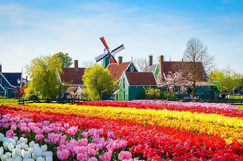  vườn hoa Keukenhof