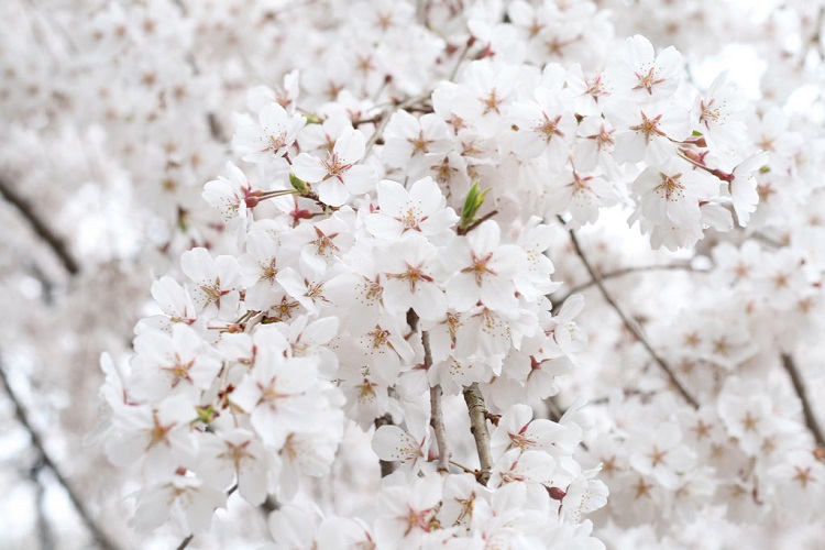 White blossoms. Сакура Вайт. Сакура белая цветет. Белая Сакура дерево. Цветущая Сакура белая.