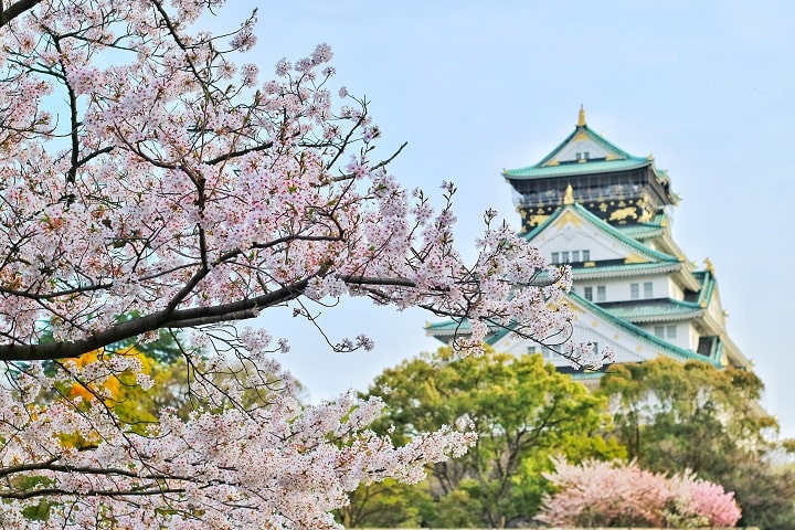 Hoa anh đào bung nở rực rỡ tại Nhật Bản trong khoảng thời gian cuối tháng 3
