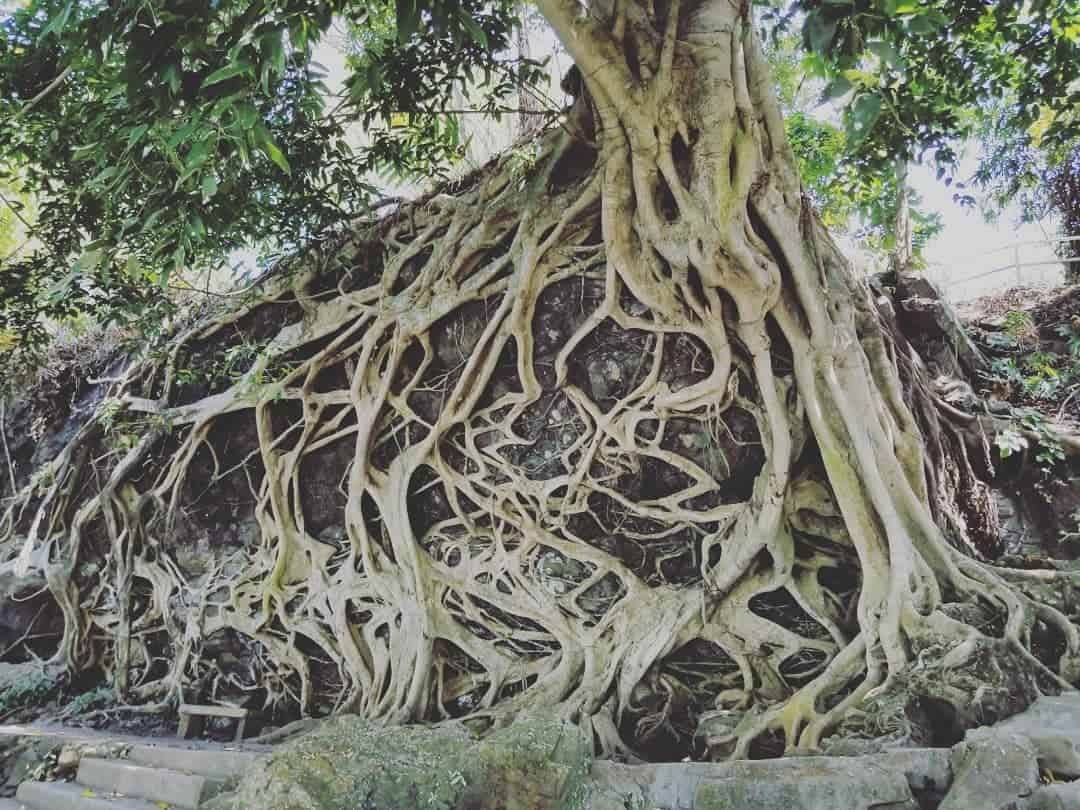 Góc cây trong khu thác Dray Nur