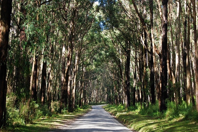 Công viên Dandenong Ranges được mệnh dnah là “lá phổi xanh” của thành phố Melbourne (Úc)